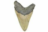 Serrated, Fossil Megalodon Tooth - North Carolina #346341-1
